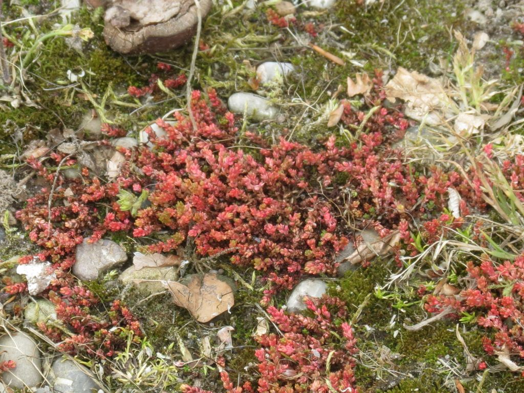 Crassula tillaea