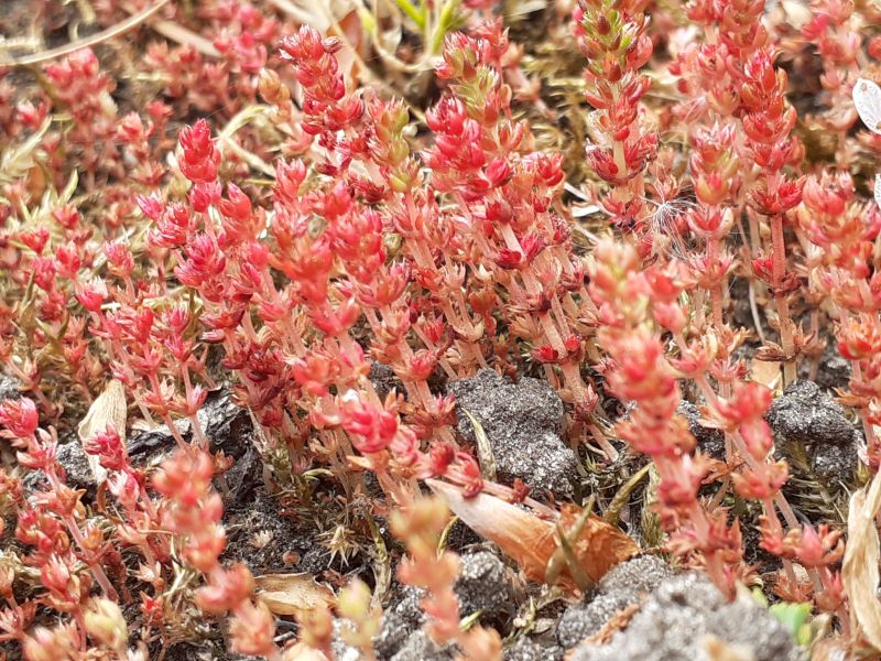 Crassula tillaea