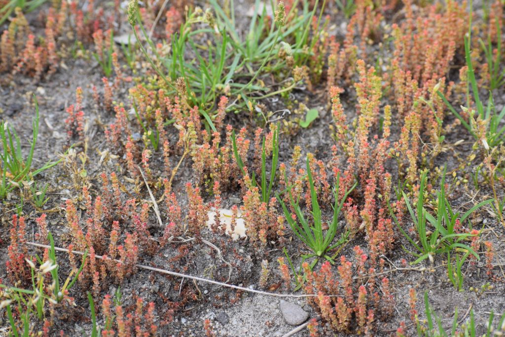 Crassula tillaea