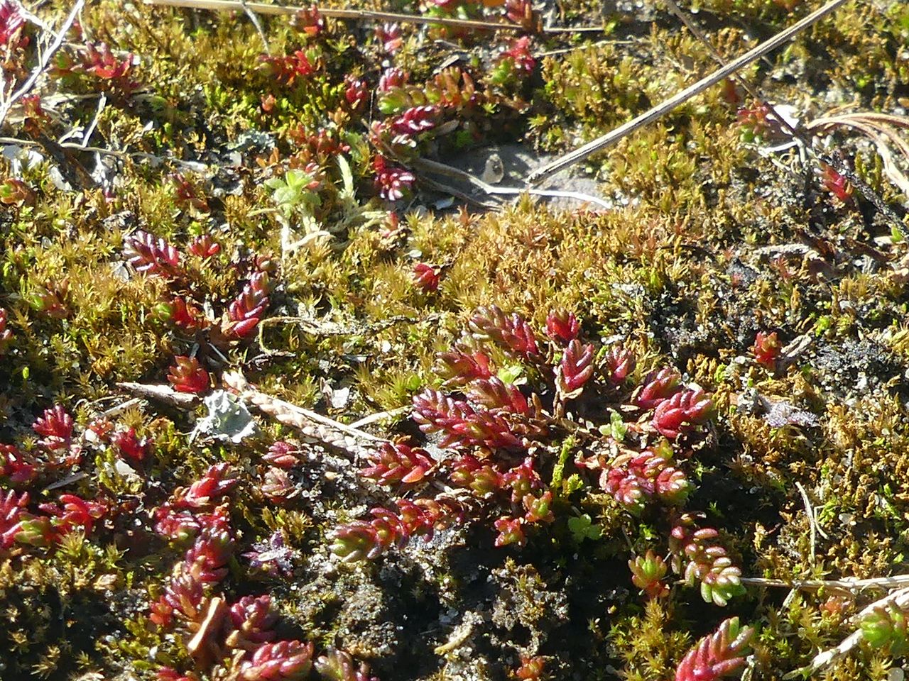 Crassula tillaea