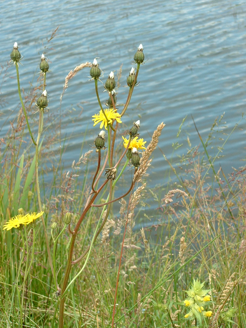 Crepis biennis