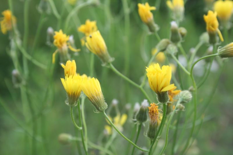 Crepis tectorum