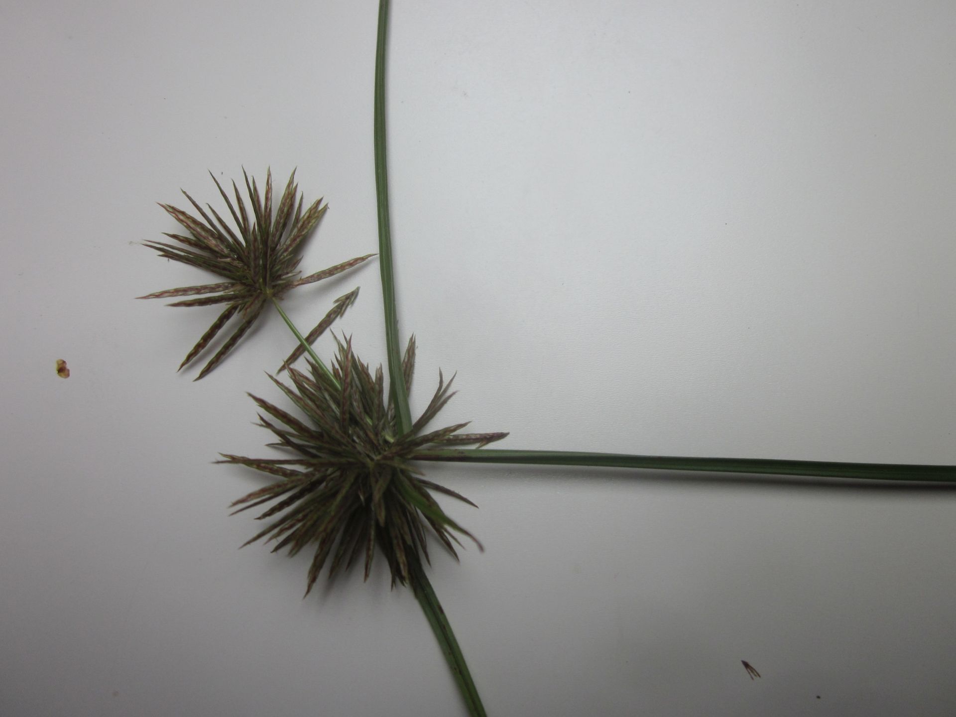 Cyperus congestus