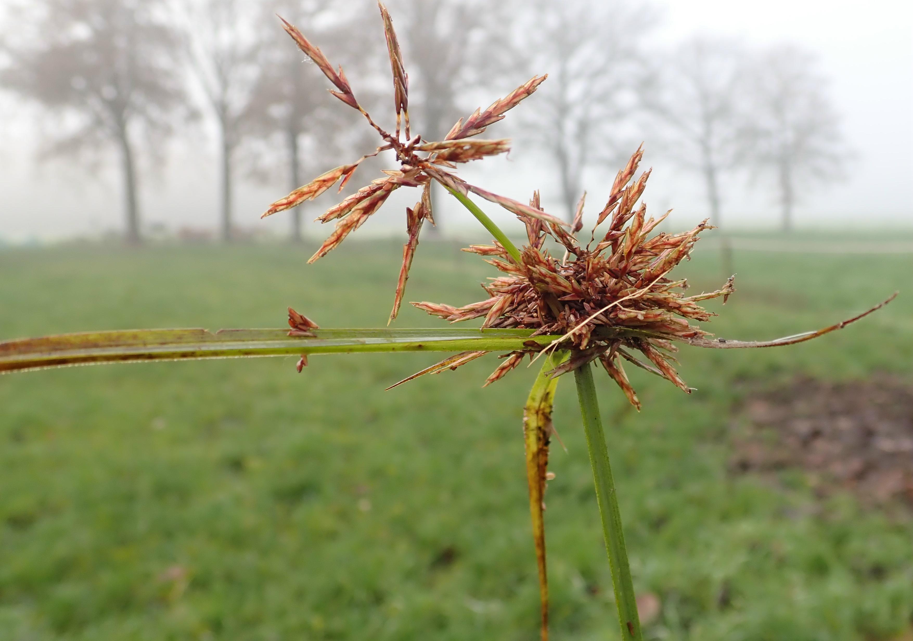 Cyperus congestus