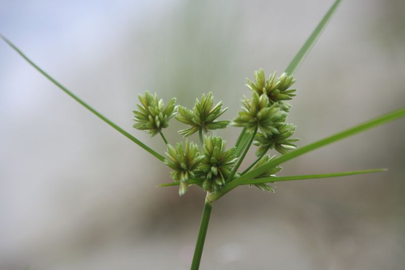 Cyperus eragrostis