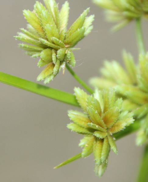 Cyperus eragrostis