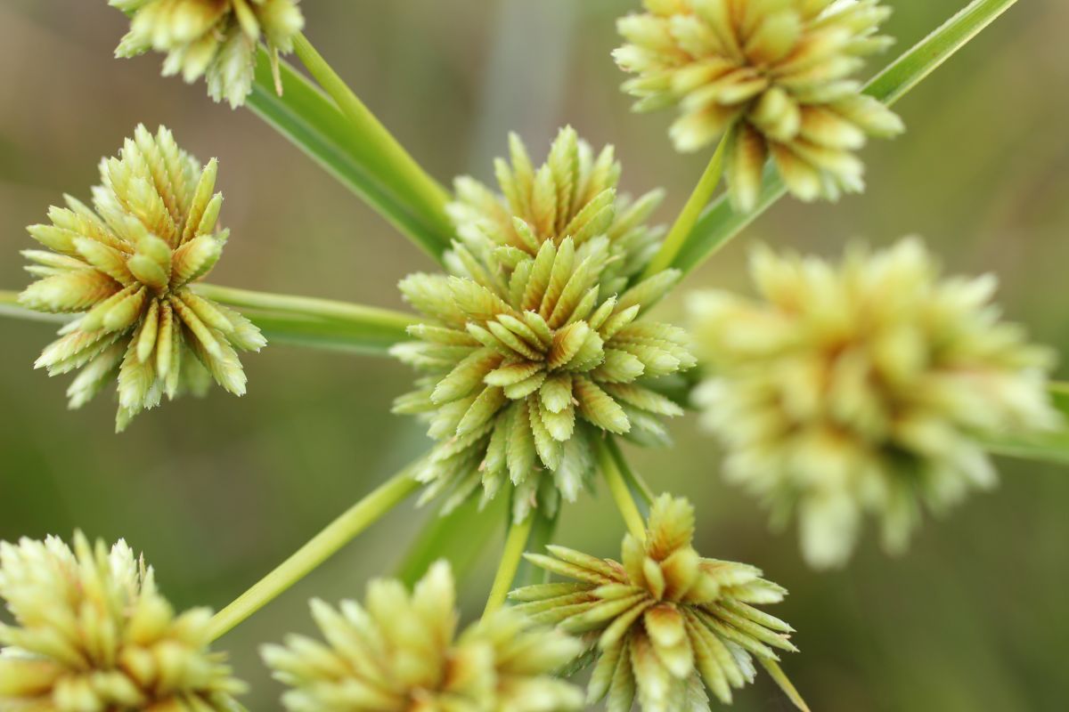 Cyperus eragrostis