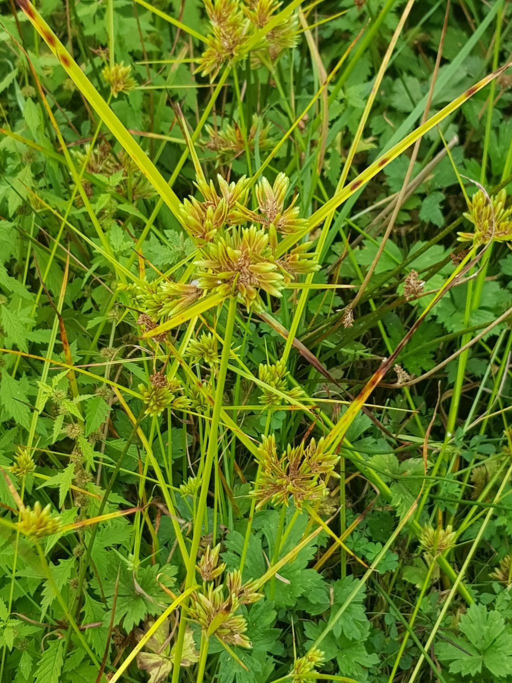 Cyperus eragrostis