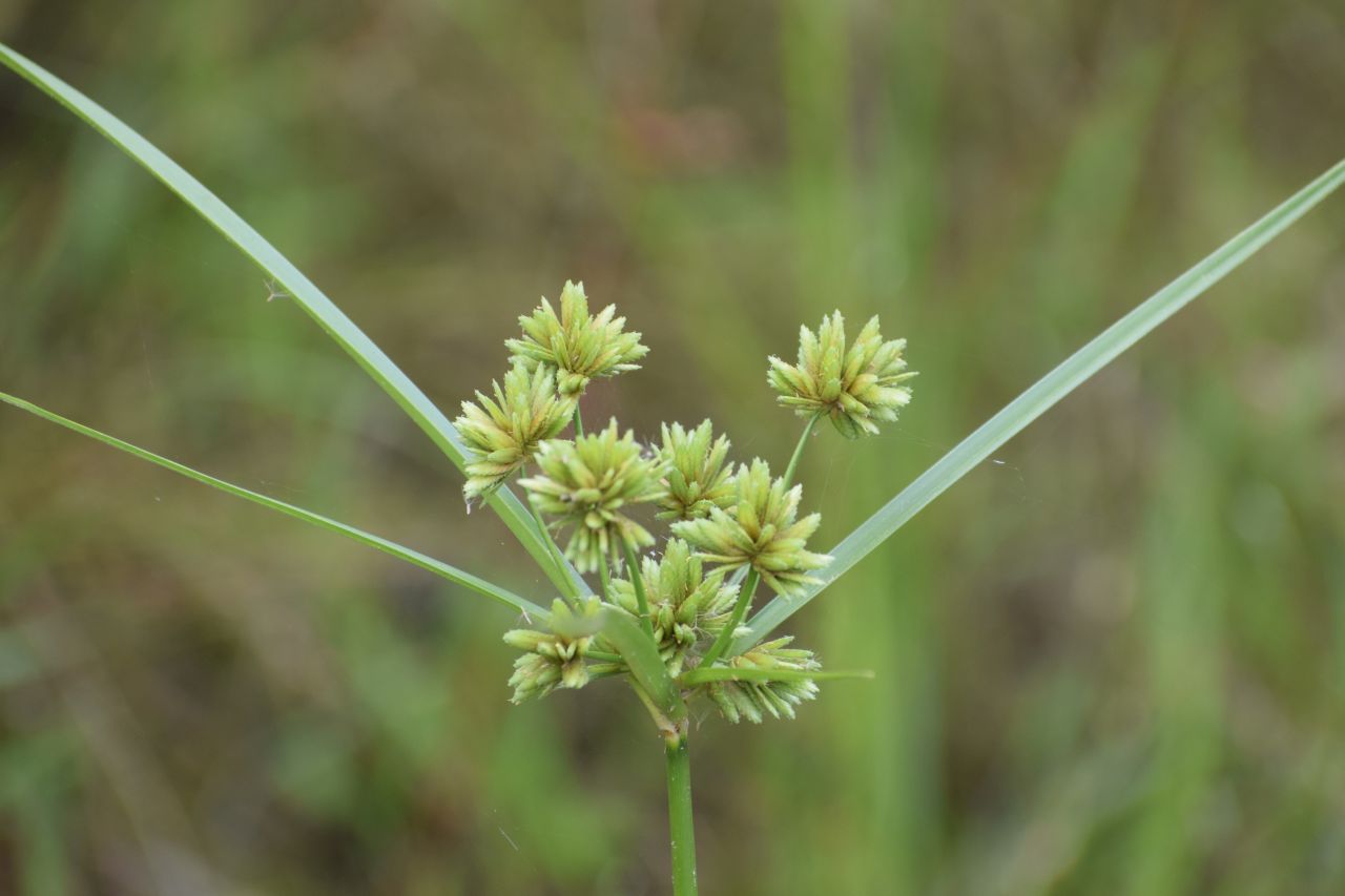 Cyperus eragrostis