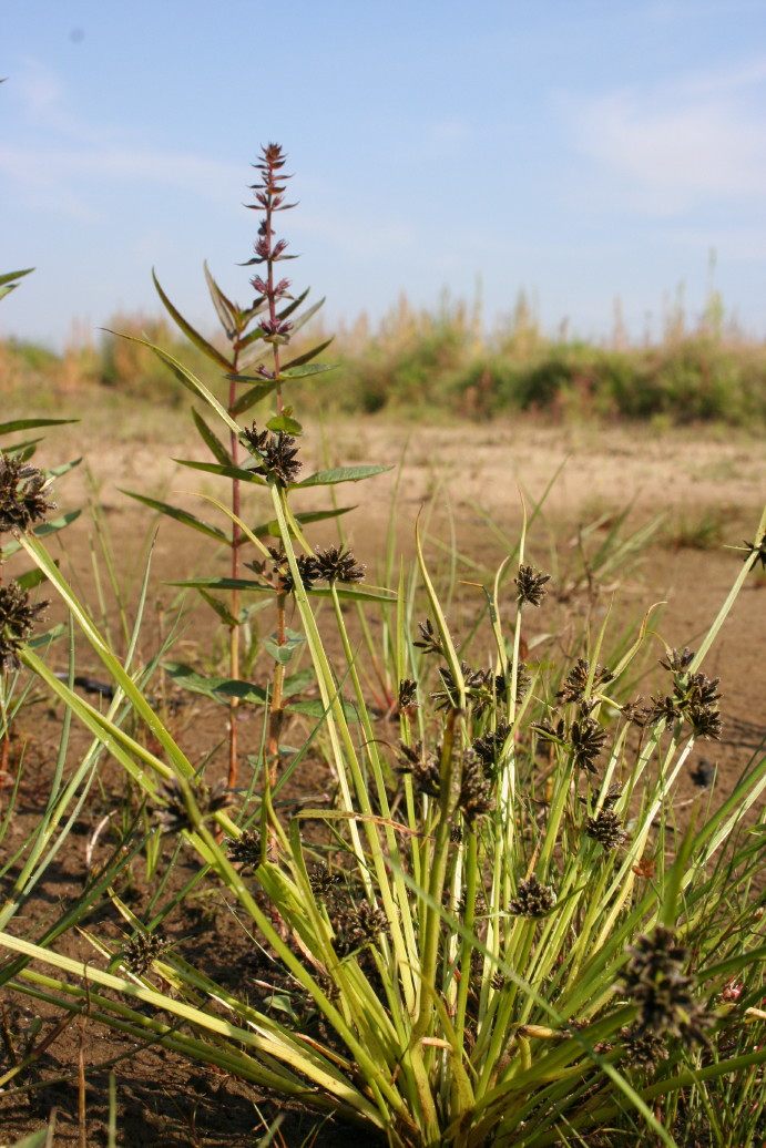 Cyperus fuscus