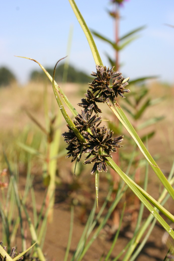 Cyperus fuscus