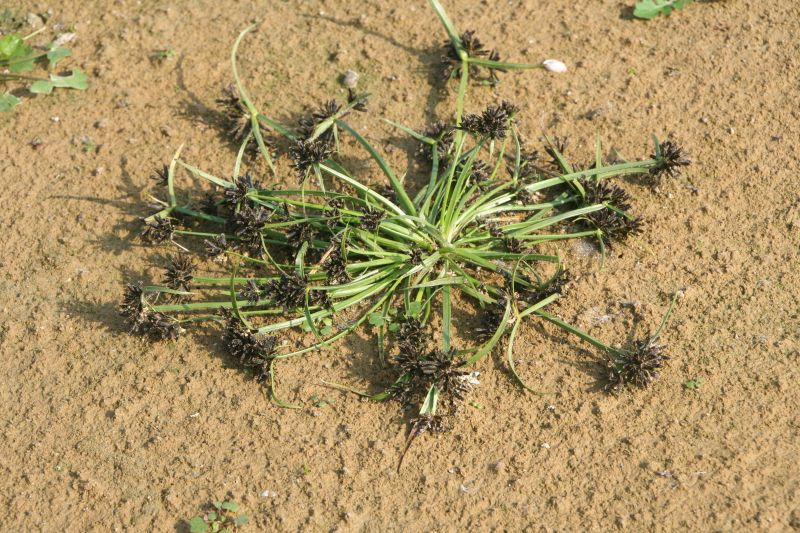 Cyperus fuscus