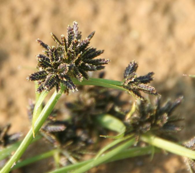 Cyperus fuscus