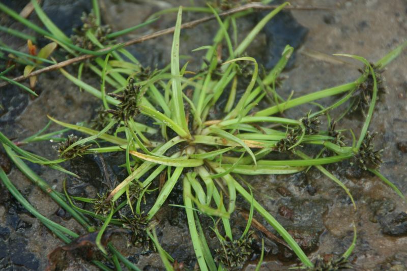 Cyperus fuscus