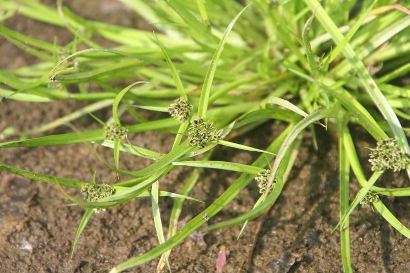 Cyperus fuscus