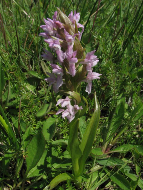 Dactylorhiza incarnata