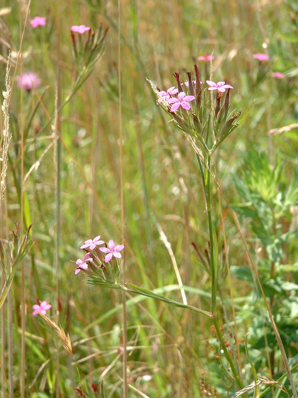 Dianthus armeria