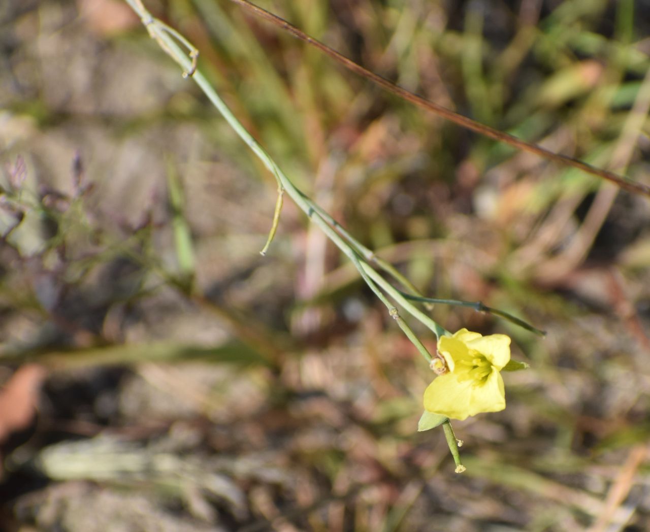 Diplotaxis miuralis