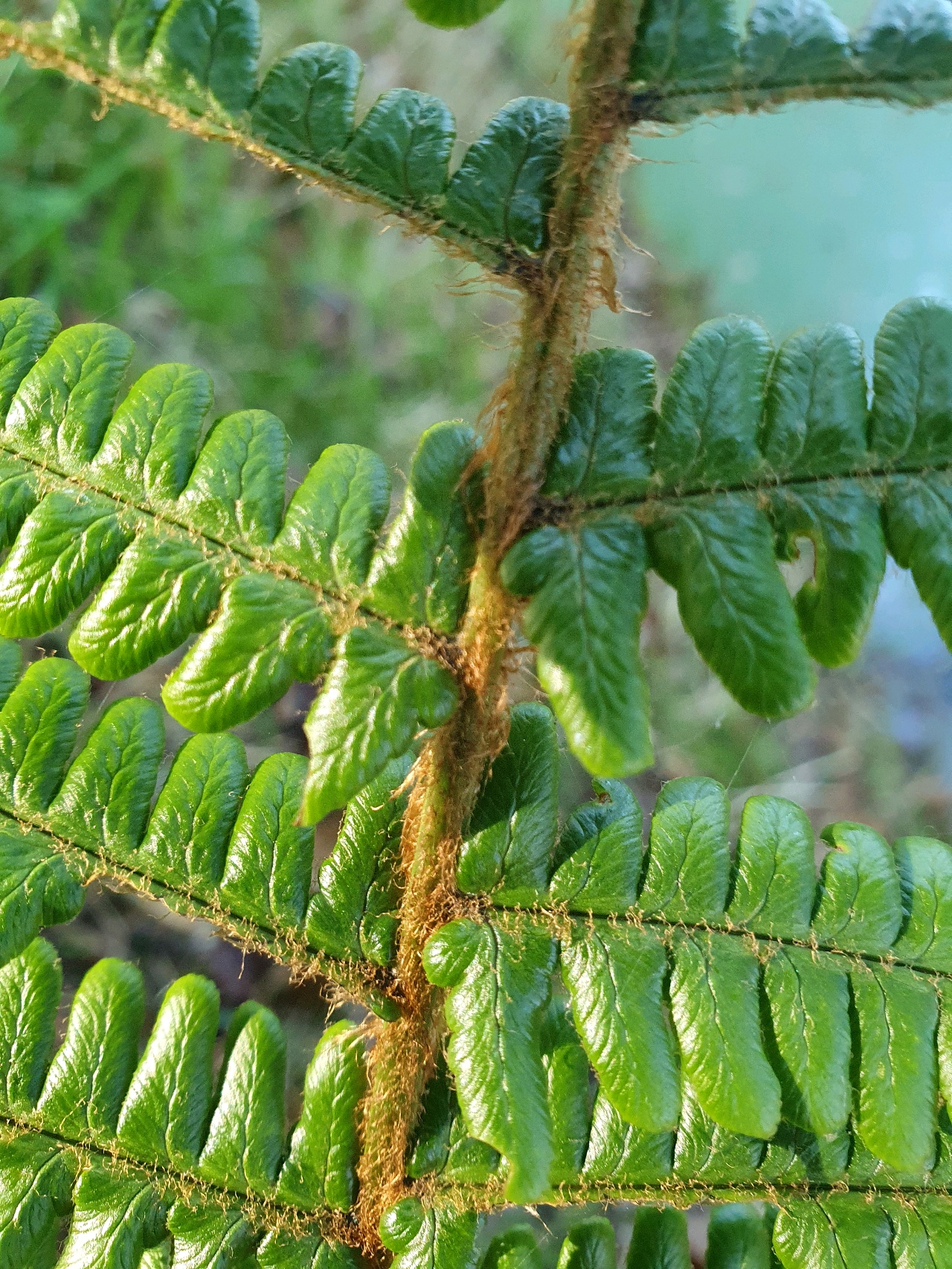 Dryopteris affinis subsp. affinis