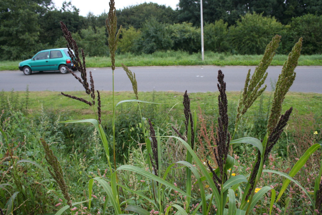 Echinochloa muricata