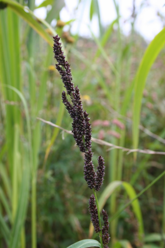 Echinochloa muricata