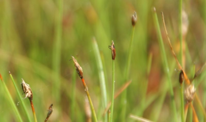 Eleocharis quinqueflora