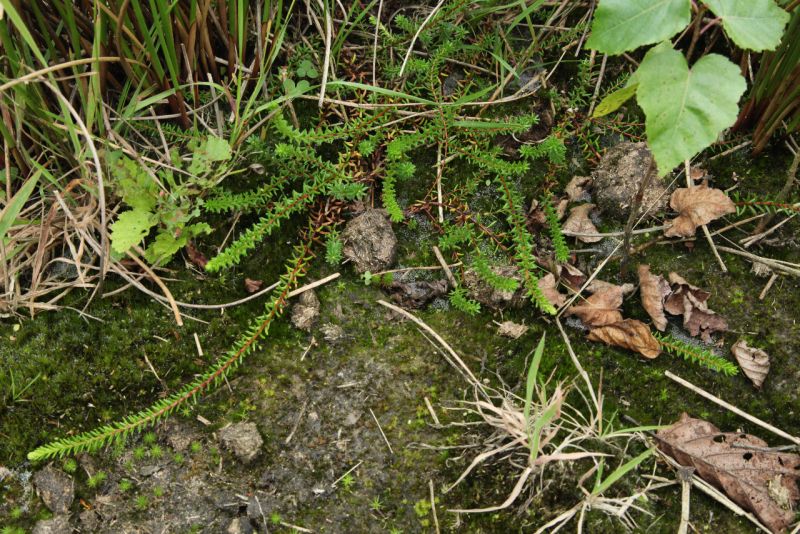 Empetrum nigrum