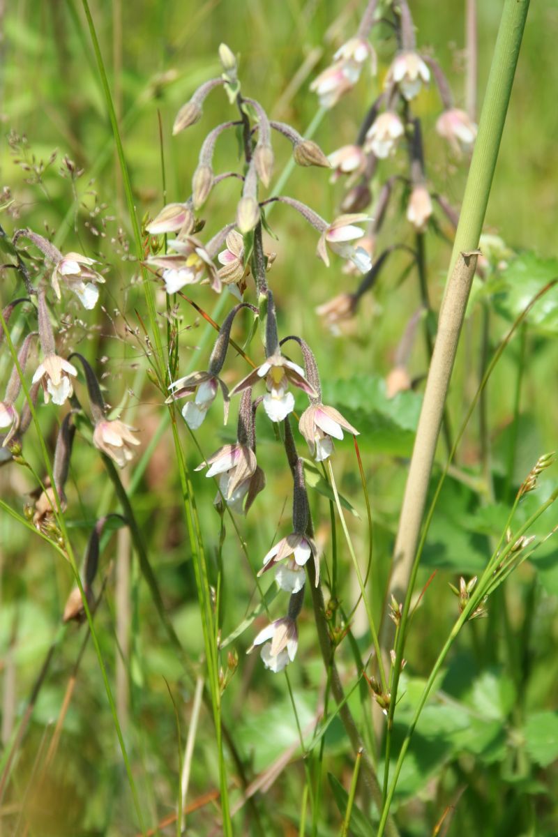 Epipactis palustris