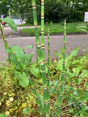 Equisetum hyemale var. affine