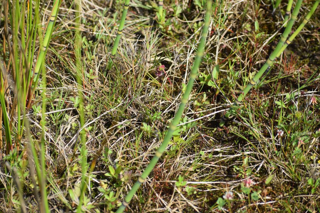 Equisetum hyemale affine