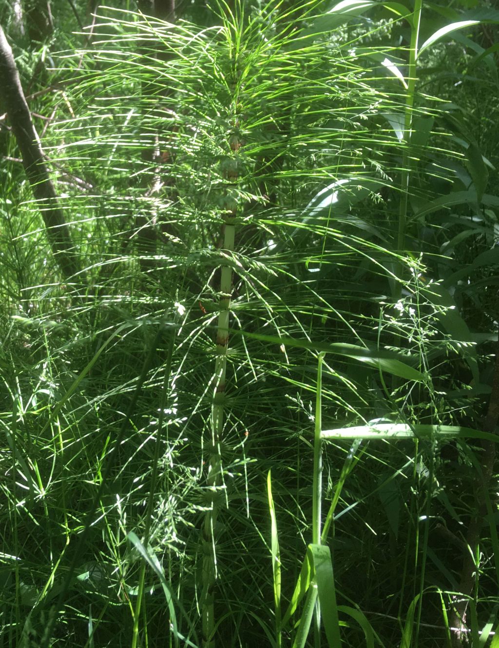 Equisetum telmateia