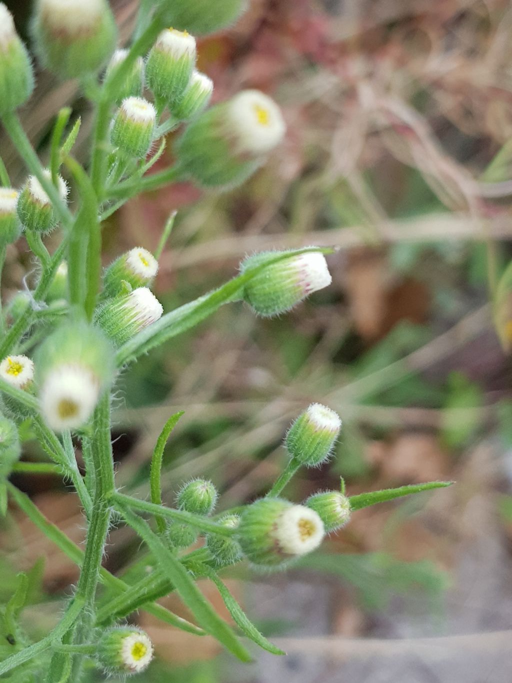 Erigeron bonariensis