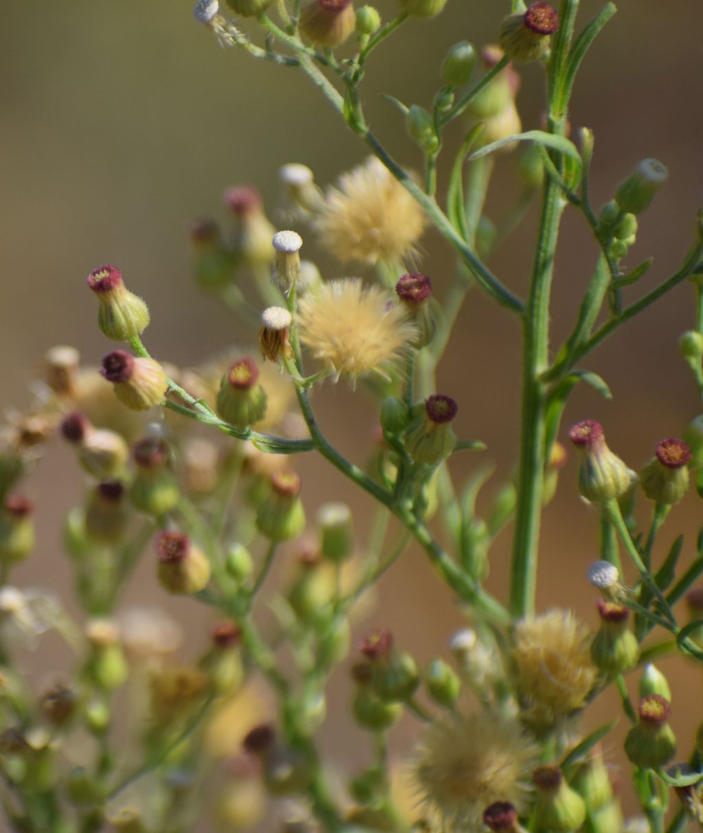 Erigeron bonariensis