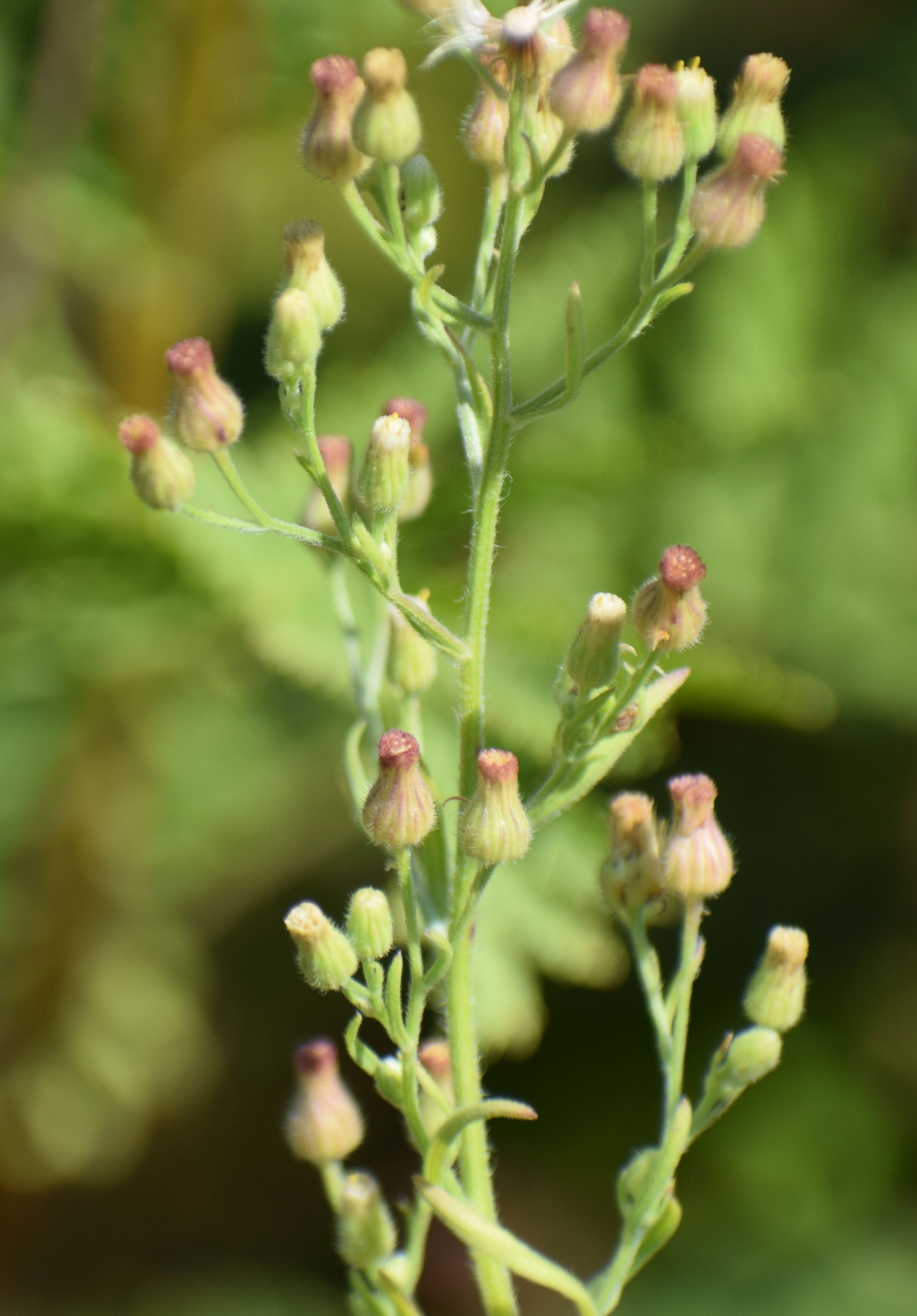 Erigeron bonariensis