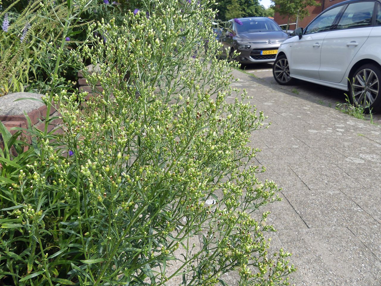 Erigeron floribundus