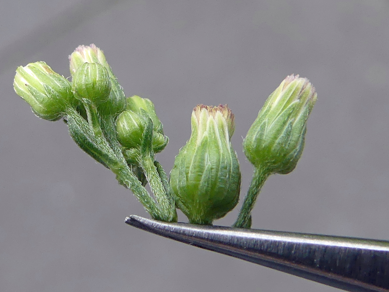 Erigeron floribundus