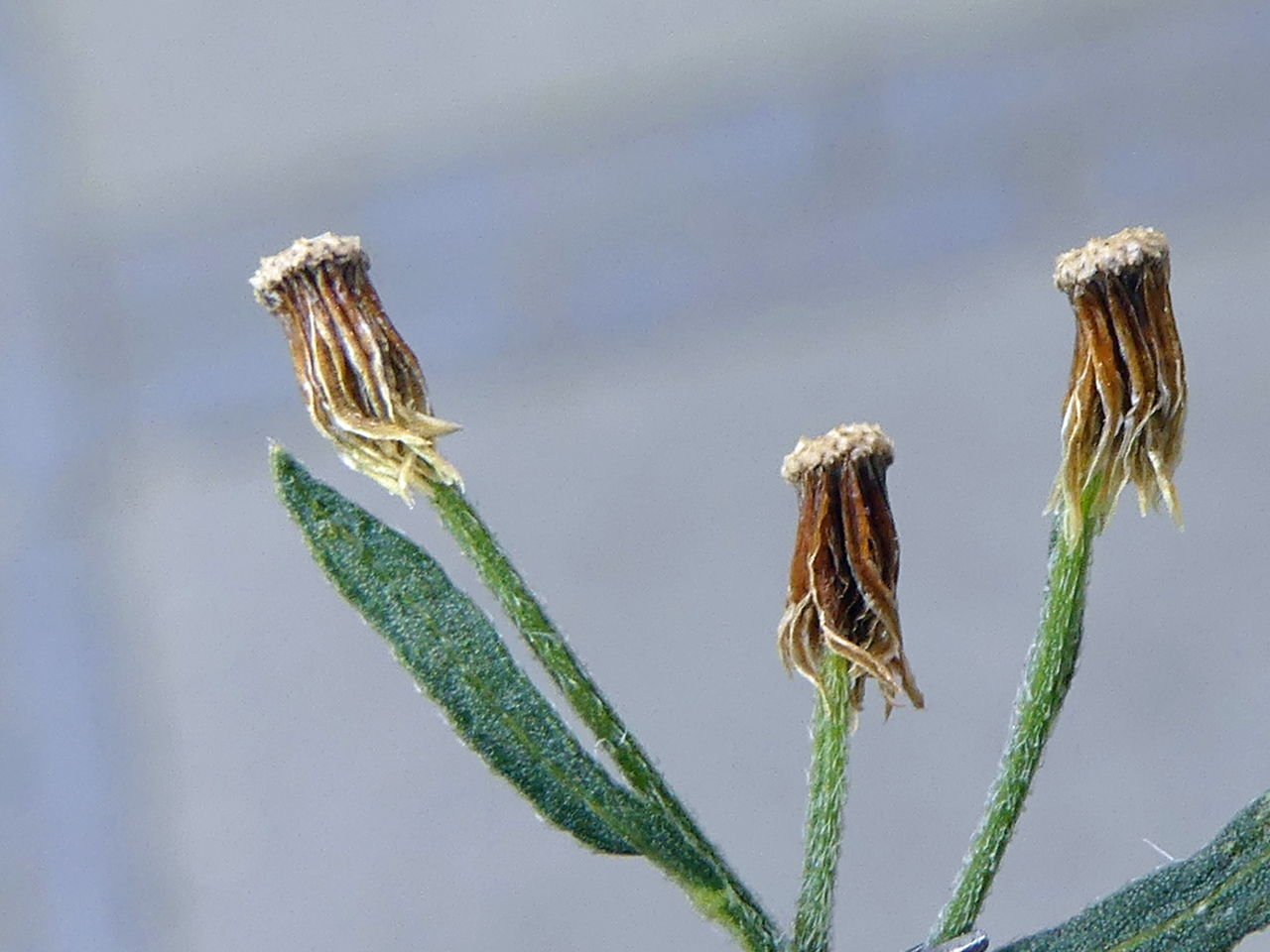 Erigeron floribundus