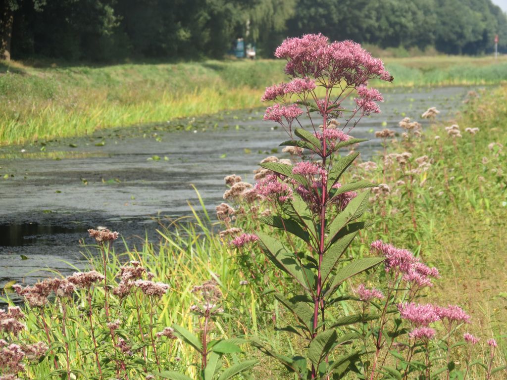 Eupatorium purpureum