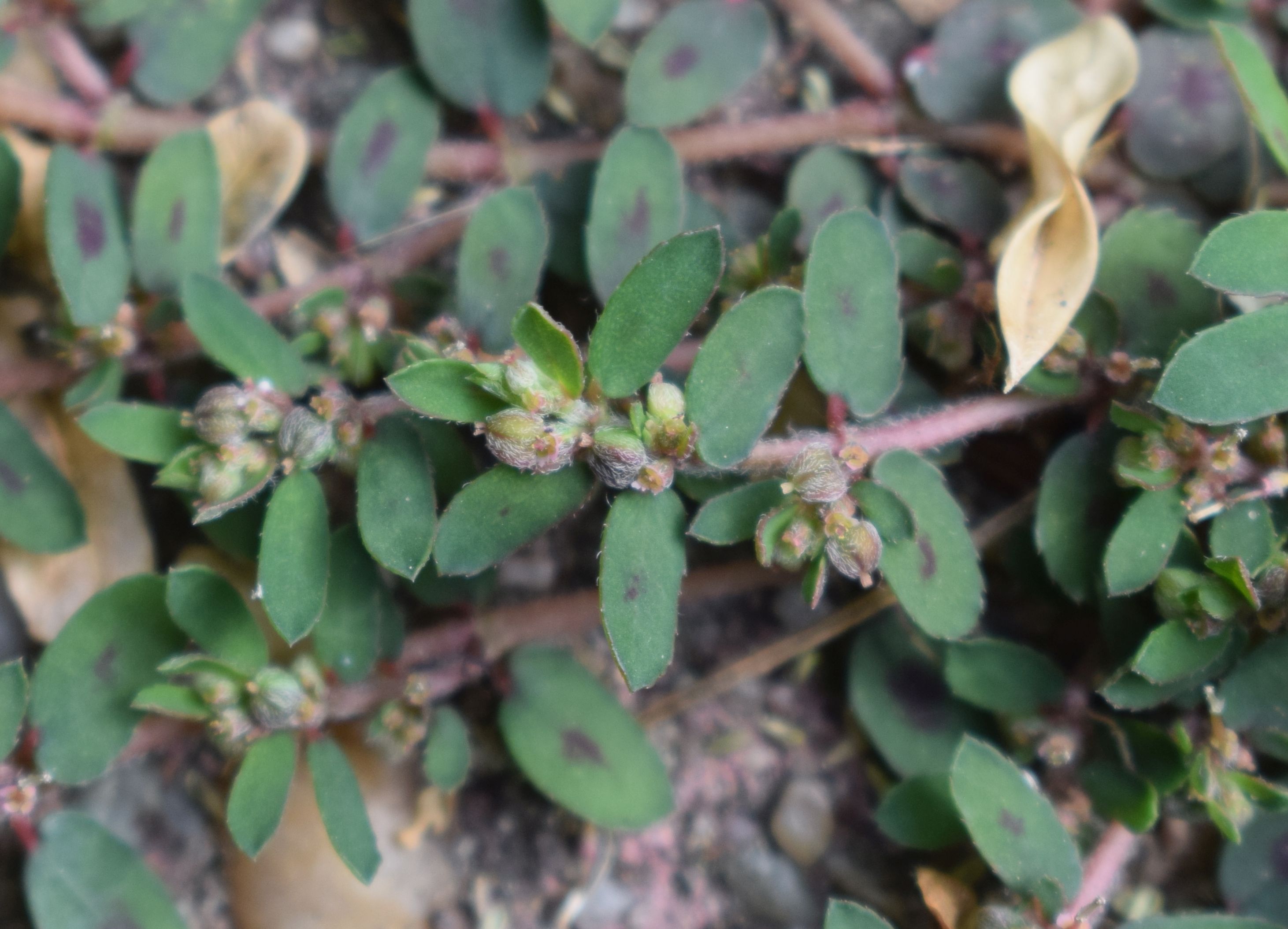 Euphorbia maculata