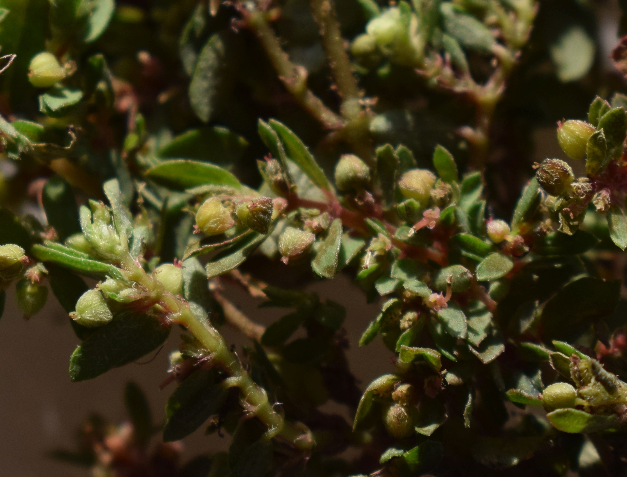 Euphorbia maculata