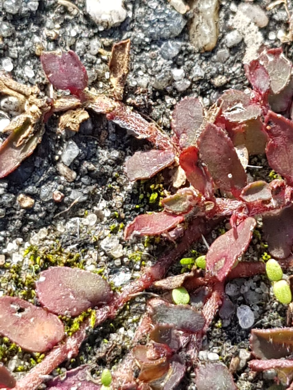 Euphorbia maculata