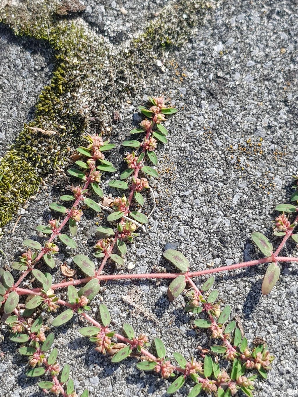 Euphorbia maculata