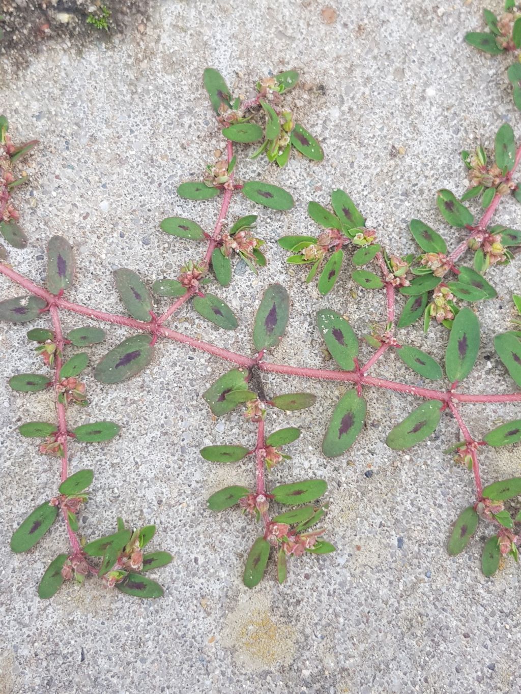 Euphorbia maculata