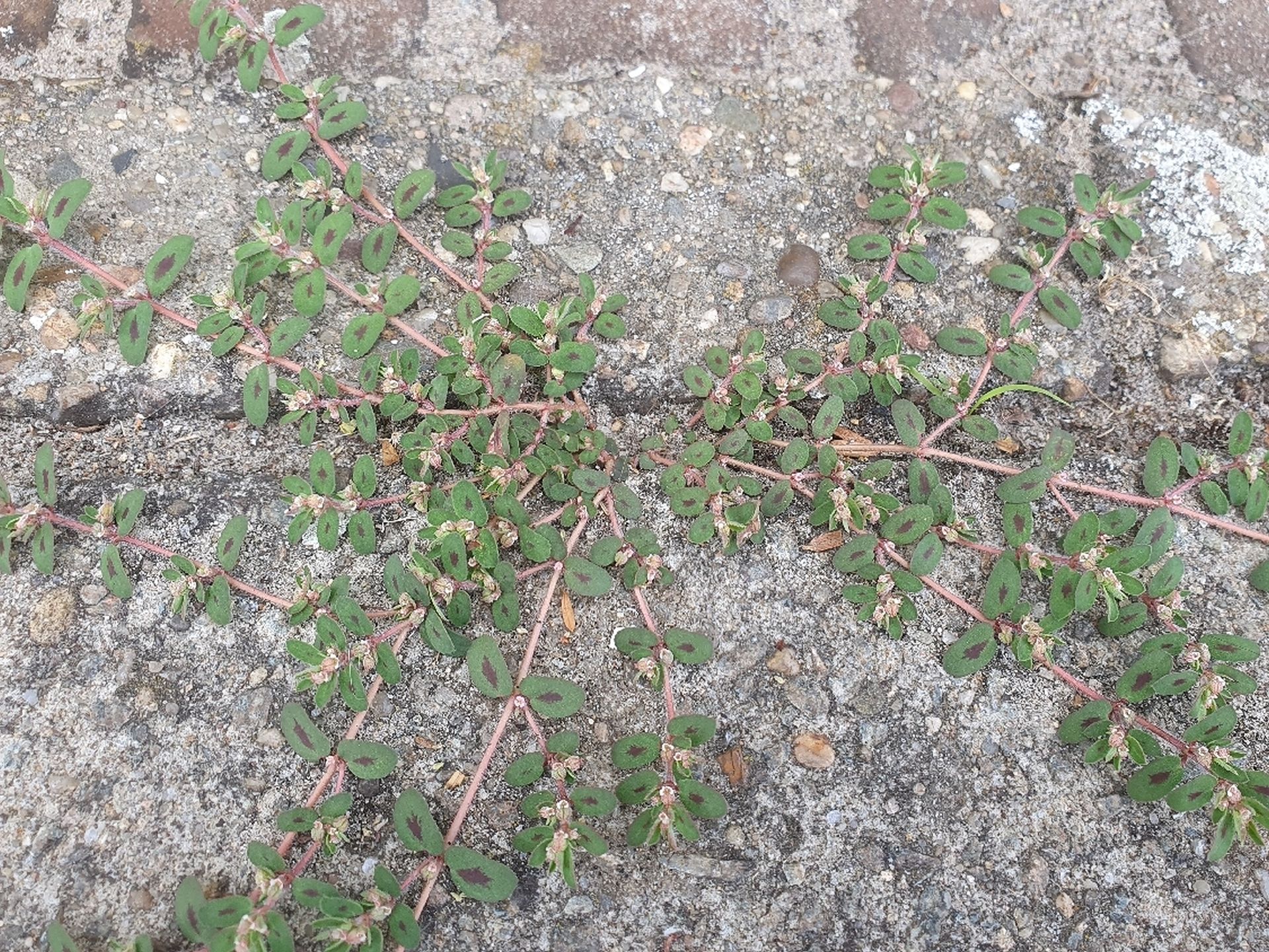 Euphorbia maculata