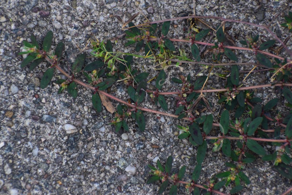 Euphorbia maculata