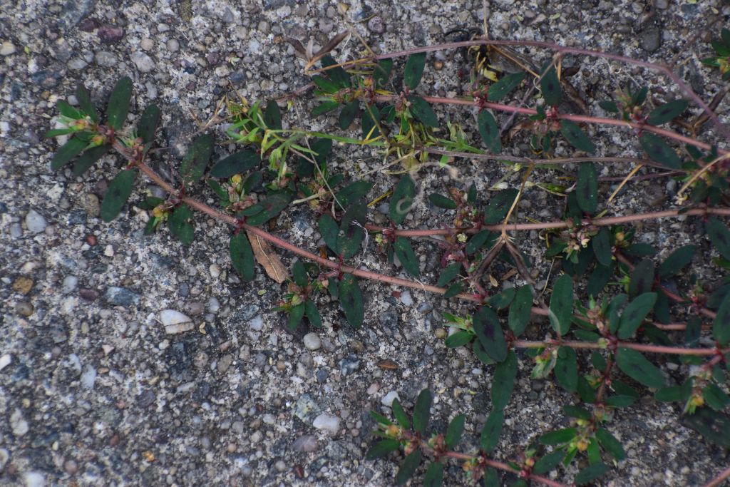 Euphorbia maculata