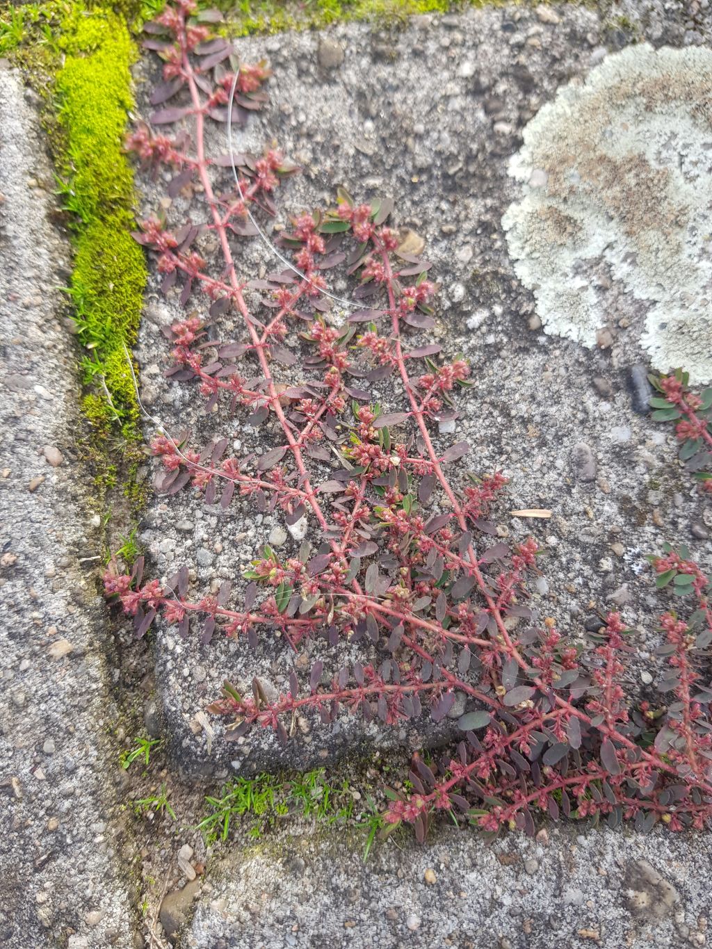 Euphorbia maculata