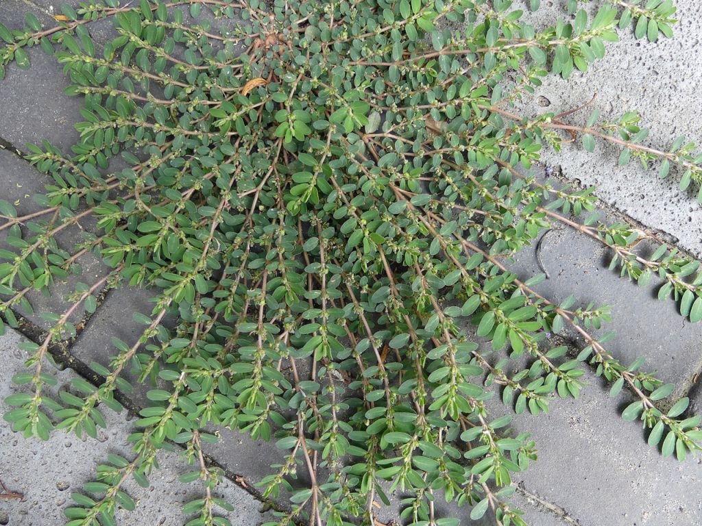 Euphorbia prostrata