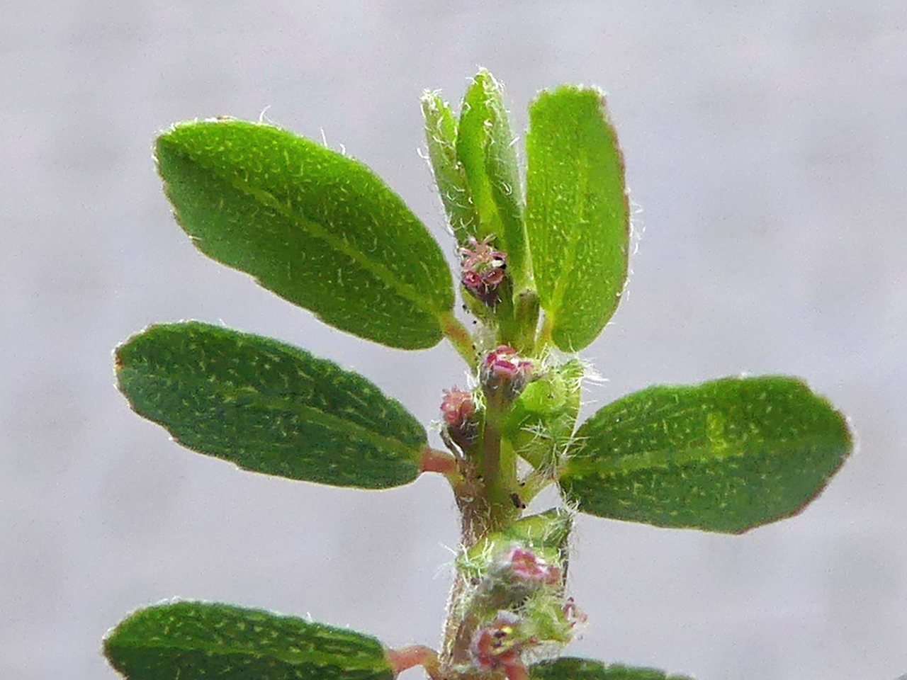 Euphorbia prostrata