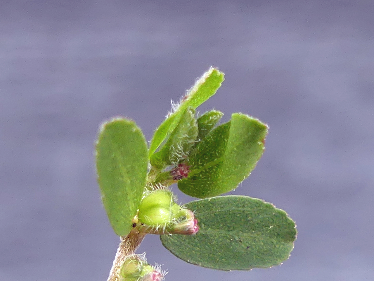 Euphorbia prostrata